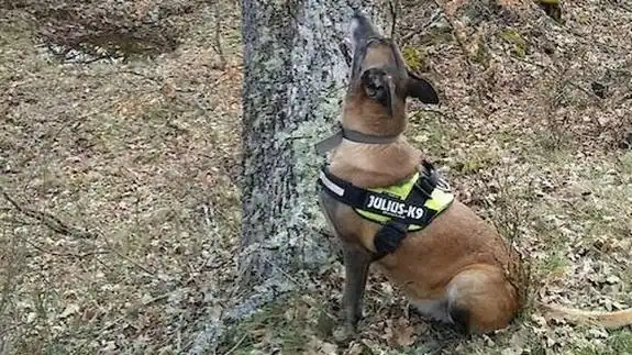 Perra que utilizó el Fondo para la Protección de Animales para denunciar la presencia de veneno. 