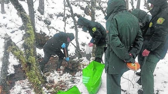 Agentes ambientales y veterinarios e el paraje donde se halló el oso muerto.