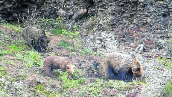Una osa pasea con dos crías en un paraje de la Montaña Palentina. 