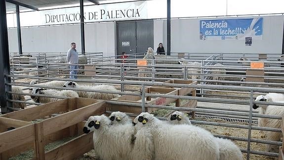 Vista de la feria, en el mercado de ganado de Allende el Río.