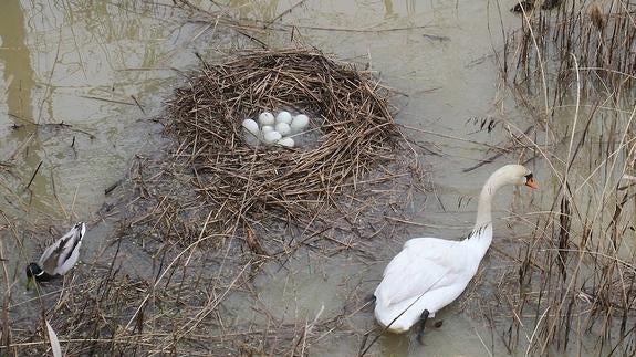 El cuento del patito feo no tiene final feliz en Palencia