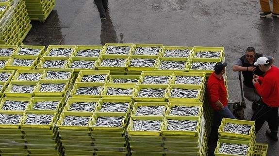 Prohibida la captura y venta de anchoa en el Cantábrico