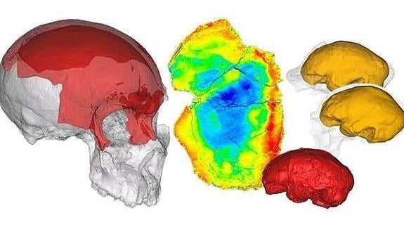 El CENIEH presenta simultáneamente los estudios de tres fósiles de homínidos encontrados en África, Europa y Asia