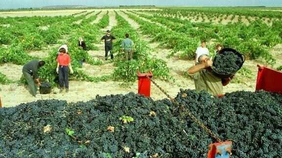 El falso mito del vino de Toro