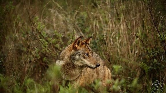 Lobo ibérico