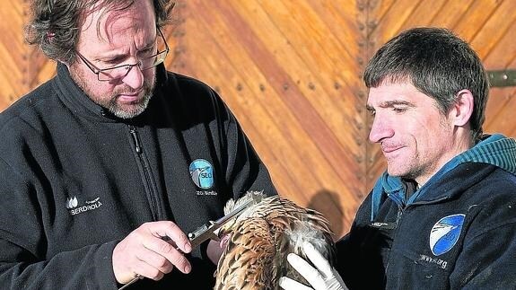 Técnicos de la Sociedad Española de Ornitología SEO observan un milano real marcado. 