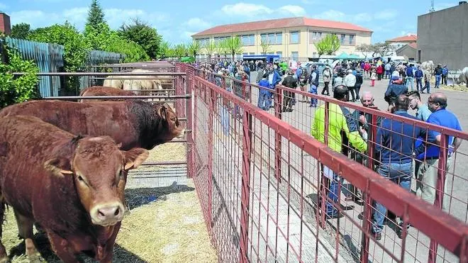 Un centenar de cabezas de ganado de diferente tipo y raza se dieron cita ayer en la IIIExhibición de Ganado Selecto de La Fuente de San Esteban.