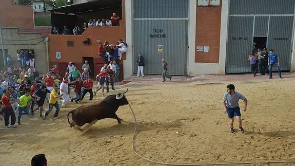 El Toro Enmaromado de Benavente tras salir del toril.