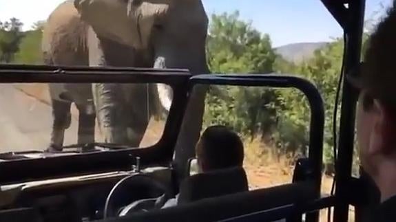 Un elefante persigue a Arnold Schwarzenegger