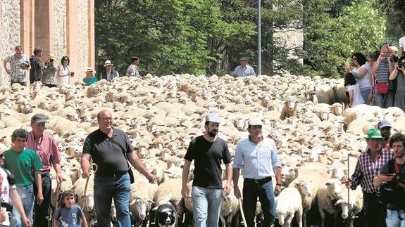 Los pastores dirigen a las ovejas justo antes de llegar a la plaza Oriental. 