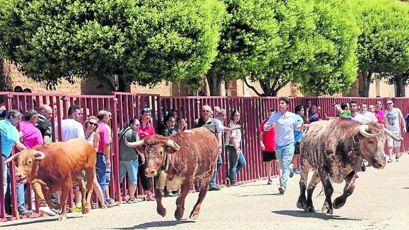 Tres reses, durante uno de los encierros en Rioseco.