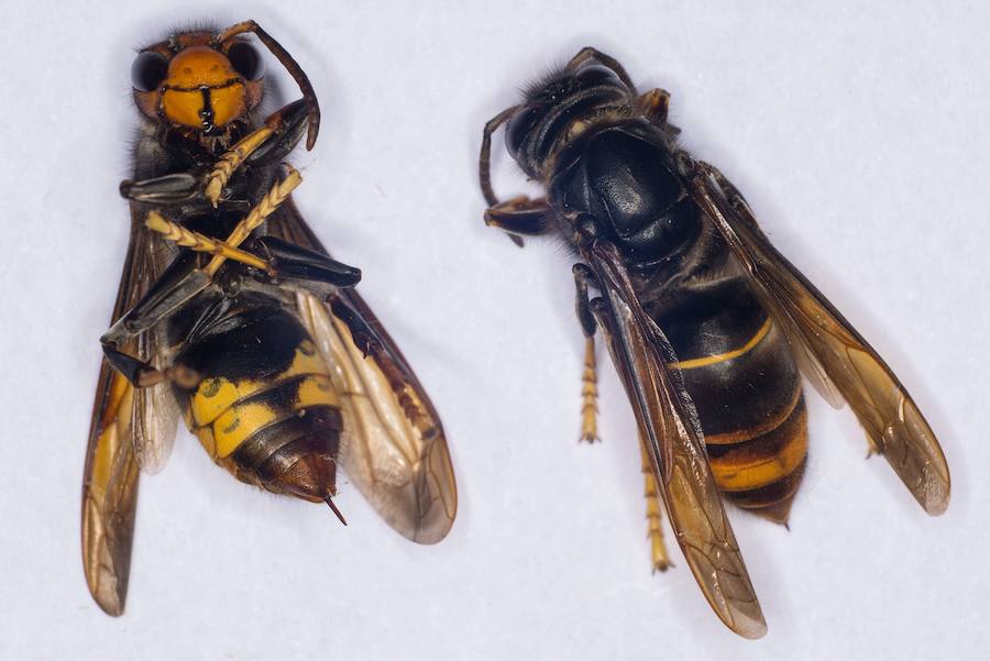 Dos ejemplares de avispa asiática. 
