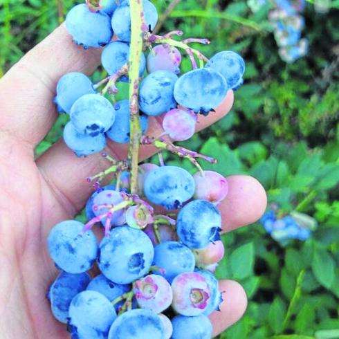 Arándanos en la localidad de Madroñal, en la Sierra de Francia. 