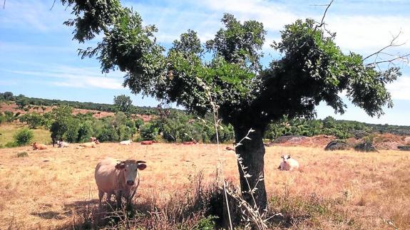 Explotación ganadera en la comarca de Ciudad Rodrigo. 