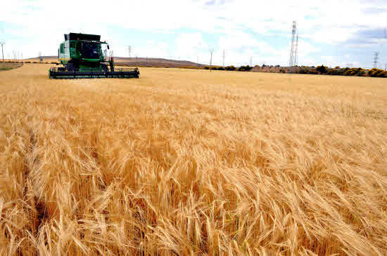 Aumenta un 37 % la cosecha de cereal y supera los 7,6 millones de toneladas