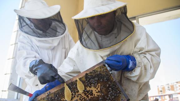 Un bombero instruye a sus compañeros para retirar intactos los enjambres de abejas