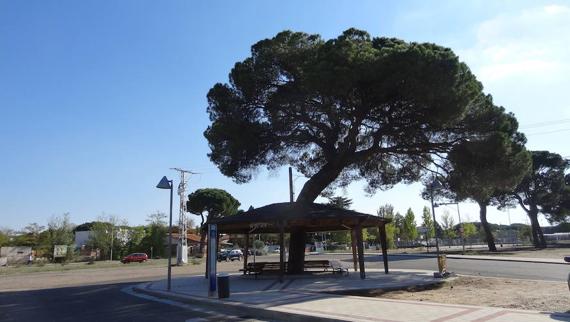 Persecución de película en el Pinar de Antequera