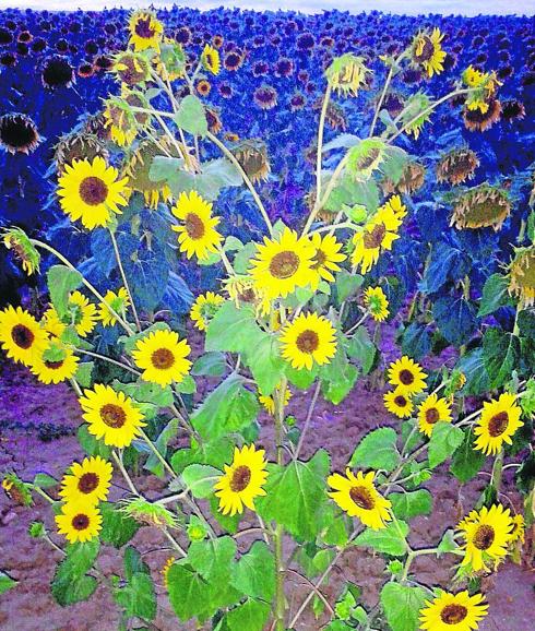 El famoso girasol de cuarenta cabezas. El Norte