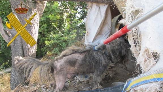 Imagen de las condiciones en las que se encontraba el perro cuando fue localizado por el Seprona.