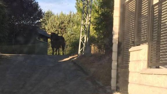 El toro escapado, en las calles de Cuéllar. El Norte