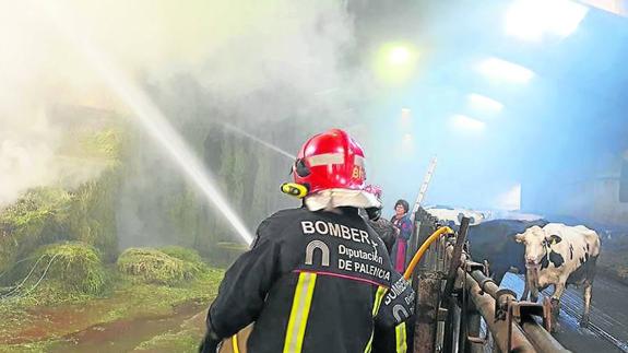Los bomberos lanzan agua a las pacas de hierba, junto a las vacas.