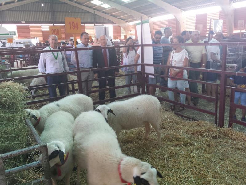 Los representantes palentinos observan algunos de los ejemplares de ovejas churras de la finca de Tablares que la Diputación ha llevado a la feria de Salamanca. 