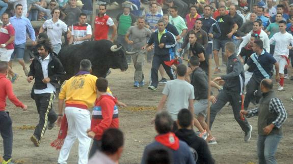 El Toro de la Peña rodeado de mozos en la vega de Tordesillas.