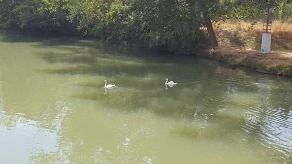 Una pareja de cisnes nada en el Carrión este jueves.