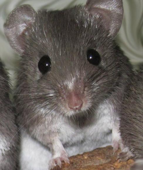 Ahí donde le ves, el ratón es el mamífero más abundante sobre la tierra... después del hombre. 