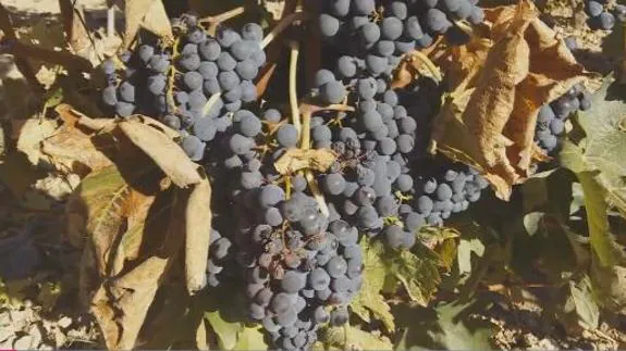 Uvas de hoy, vinos de Navidad de 2018