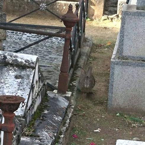 Un conejo entre las tumbas del cementerio municipal de Segovia.