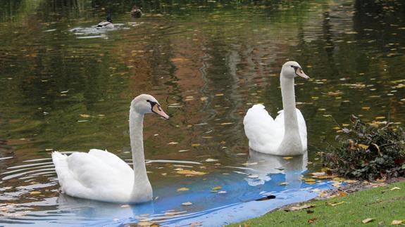 Los dos nuevos cisnes en Isla Dos Aguas.