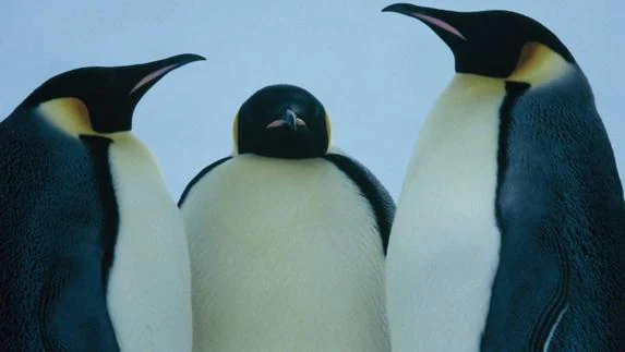 Adiós a los simpáticos pingüinos