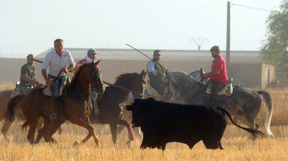 Encierro tradicional en Medina del Campo durante las fiestas de San Antolín.
