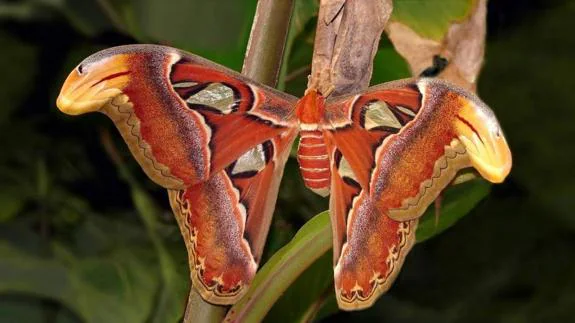 Las mariposas más grandes del mundo están en España