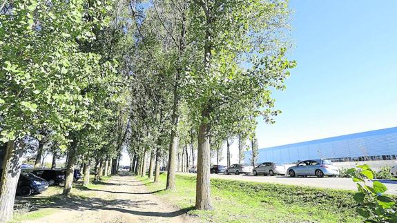 Chopera que se talará para construir el aparcamiento frente a la pista cubierta de atletismo. 