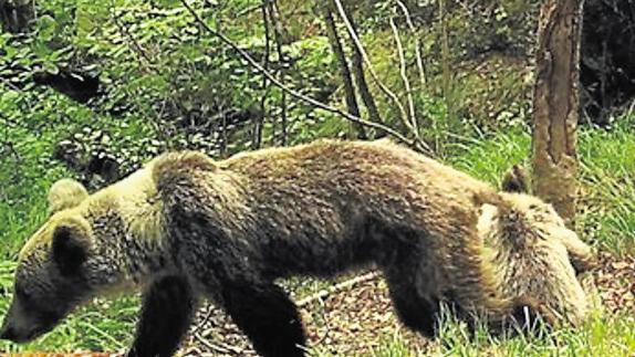 Oso pardo en la Cordillera Cantábrica. 