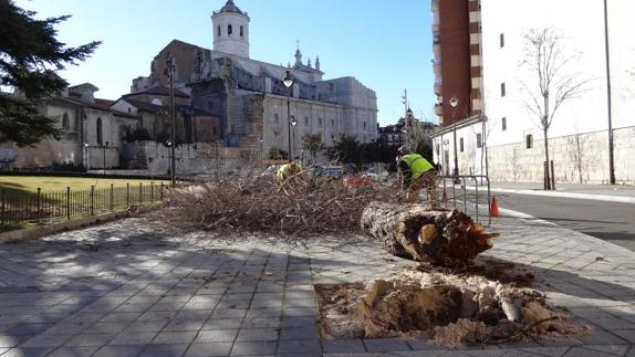 Los operarios talan los cuatro arces de la calle Magaña, en el lateral de la iglesia de La Antigua.