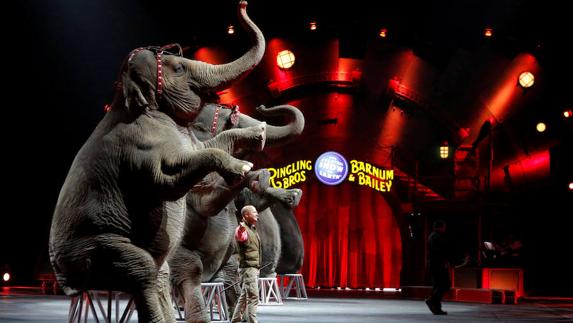 Número con elefantes, protagonistas principales de los espectáculos del Circo Ringling desde hace un siglo.