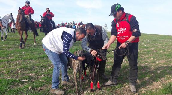 La final del nacional de galgos tendrá presencia vallisoletana
