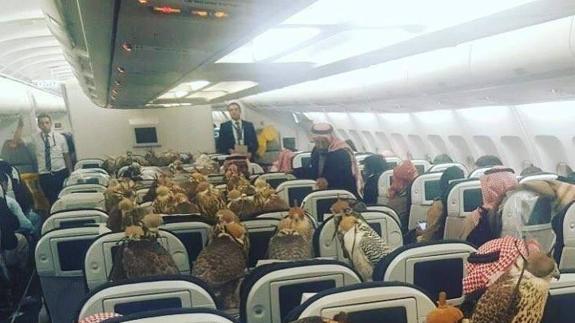 Los 80 halcones viajan junto a su dueño