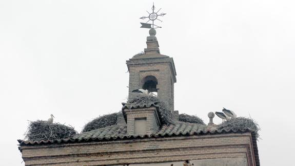 Varias parejas de cigüeñas en sus nidos de la torre de la iglesia de El Salvador. F. G. MURIEL