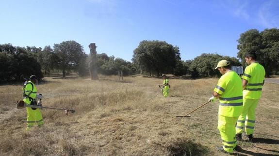 Trabajos de limpieza en el Monte el Viejo. 