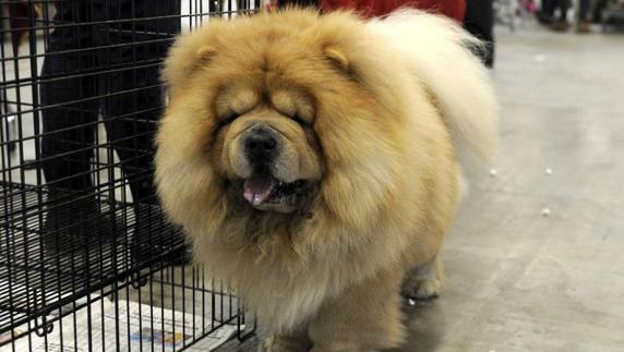 Un chow-chow, elegido mejor perro de la exposición internacional Fimascota