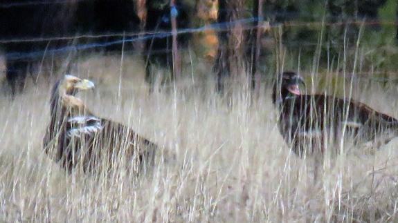Pareja de Águla imperial avistada desde el 'hide' de El Oso