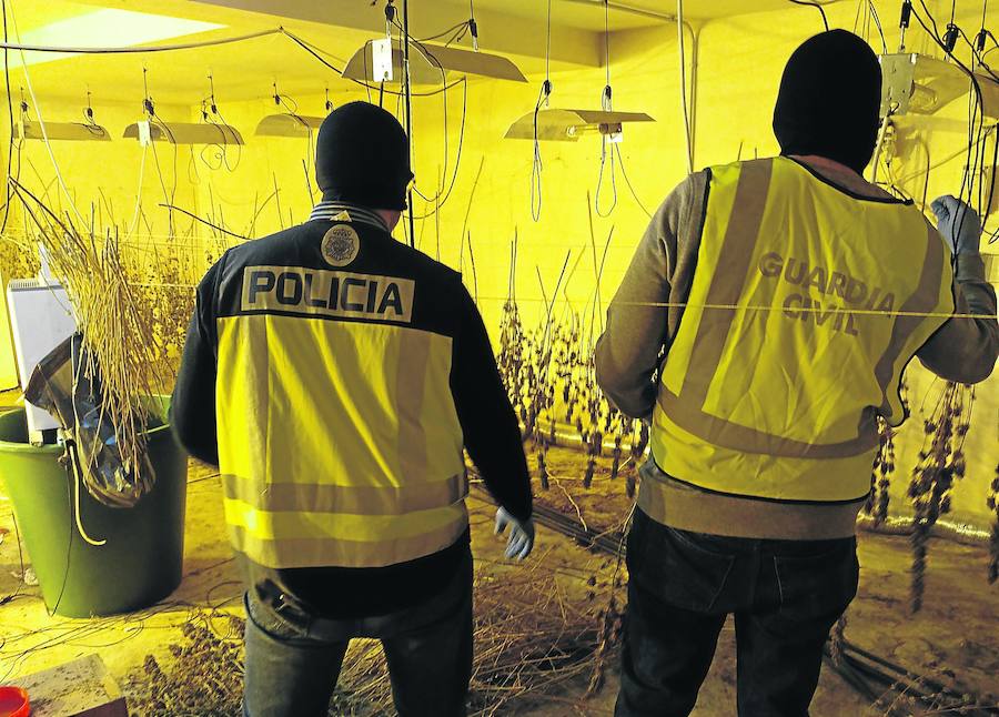 Dos agentes de la Policía Nacional y la Guardia Civil inspeccionan la plantación de marihuana descubierta dentro de una de las viviendas registradas. 