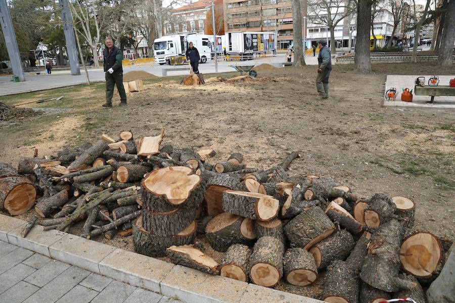Árbol talado en el parque del Salón. 