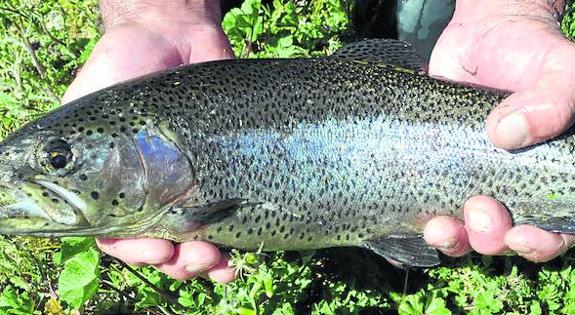 Un pescador sostiene con sus manos una trucha arcoíris, una especie que dejará de verse en los ríos de la provincia.