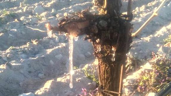 Agua helada en una viña de Aldeanueva del Codonal, este lunes.
