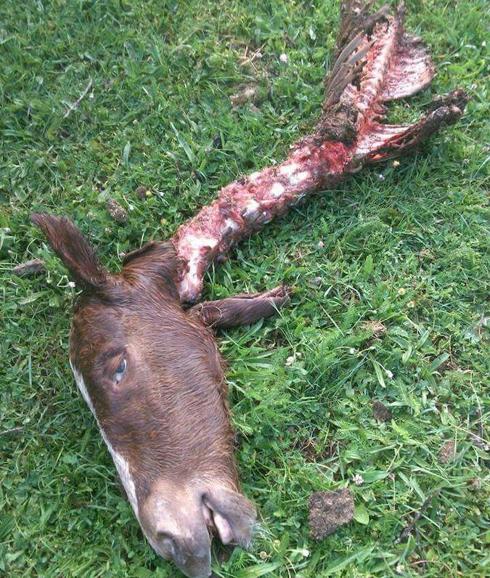 Los ganaderos de Palencia se duelen de los mordiscos del lobo